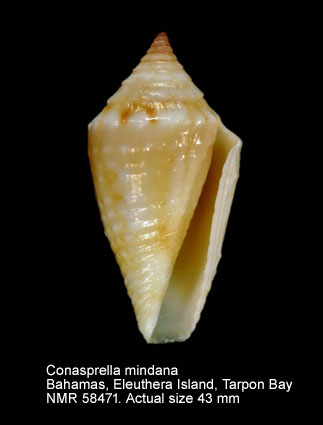 Conasprella mindana.jpg - Conasprella mindana(Hwass,1792)